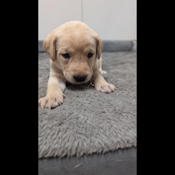 Labrador Retriever - Both