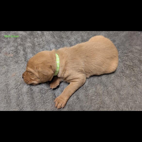 Labrador Retriever - Both