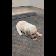 Labrador Retriever - Both