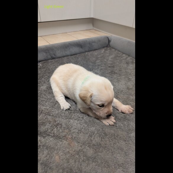 Labrador Retriever - Both
