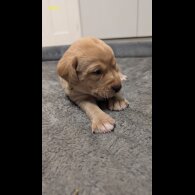 Labrador Retriever - Both