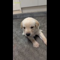 Labrador Retriever - Both
