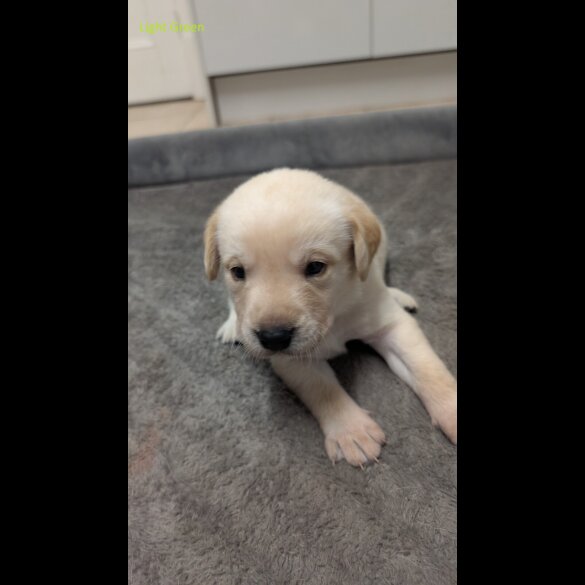 Labrador Retriever - Both