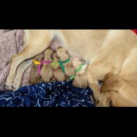 Labrador Retriever - Both