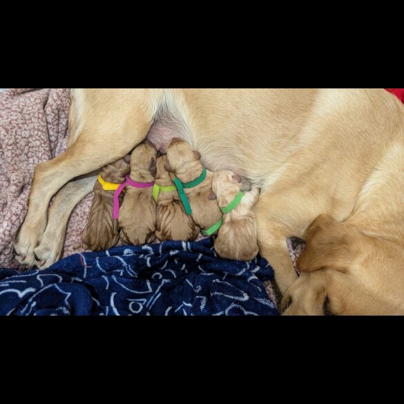 Labrador Retriever - Both
