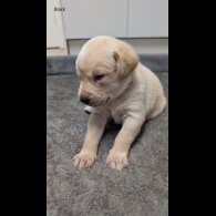 Labrador Retriever - Both