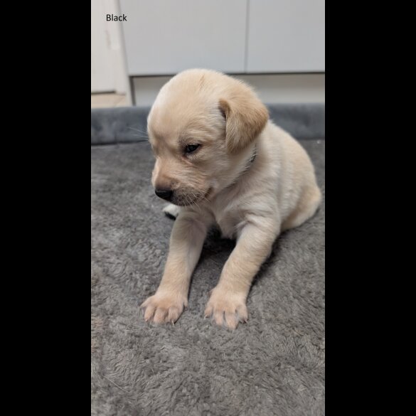 Labrador Retriever - Both