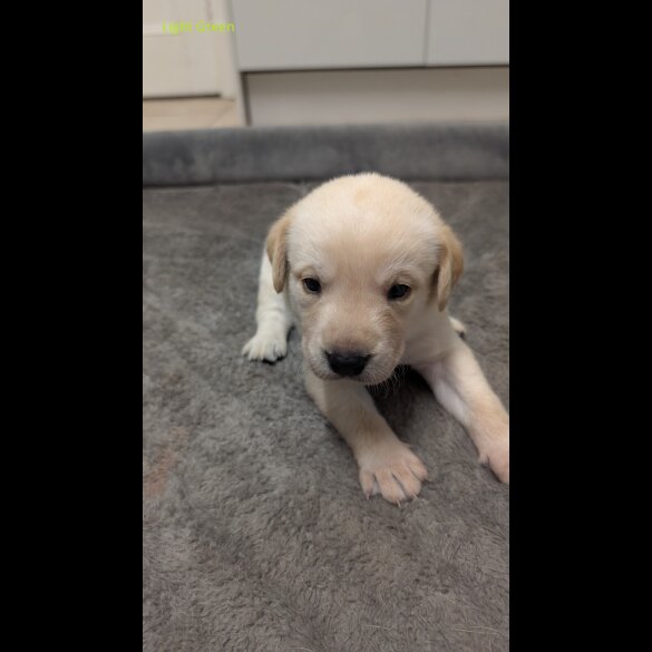 Labrador Retriever - Both
