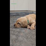 Labrador Retriever - Both