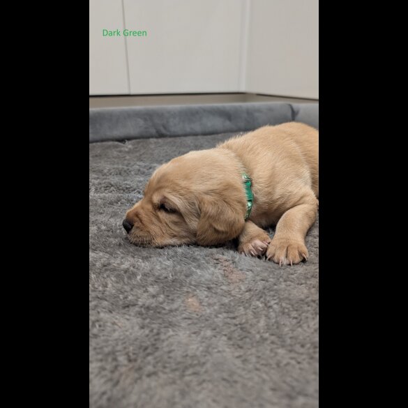 Labrador Retriever - Both