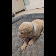 Labrador Retriever - Both
