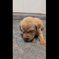 Labrador Retriever - Both