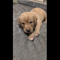 Labrador Retriever - Both