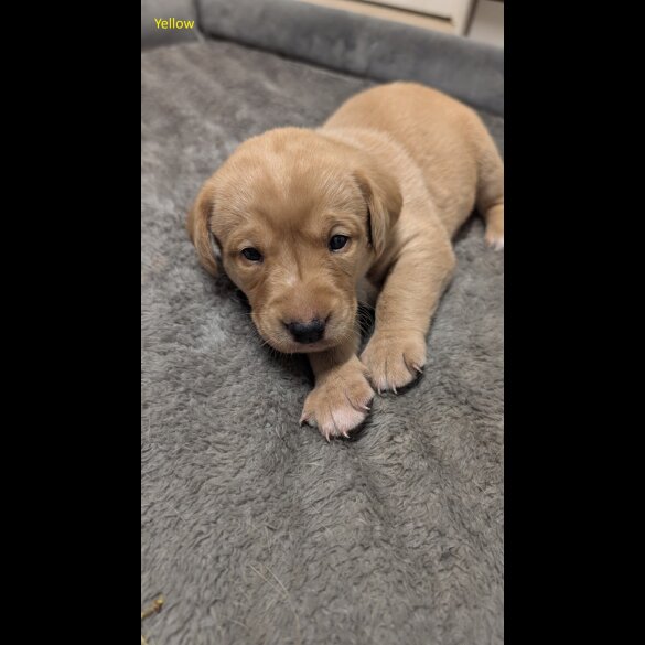 Labrador Retriever - Both