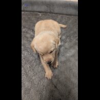 Labrador Retriever - Both