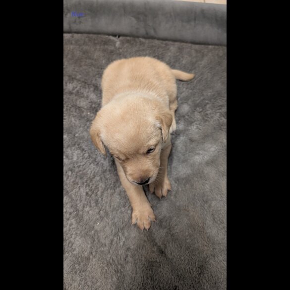 Labrador Retriever - Both
