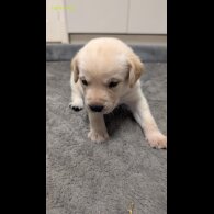 Labrador Retriever - Both