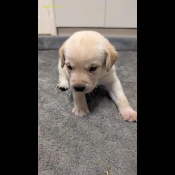 Labrador Retriever - Both