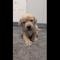 Labrador Retriever - Both