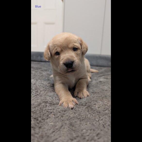 Labrador Retriever - Both