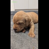 Labrador Retriever - Both