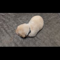 Labrador Retriever - Both