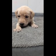 Labrador Retriever - Both