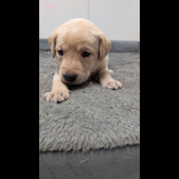 Labrador Retriever - Both