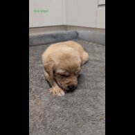 Labrador Retriever - Both