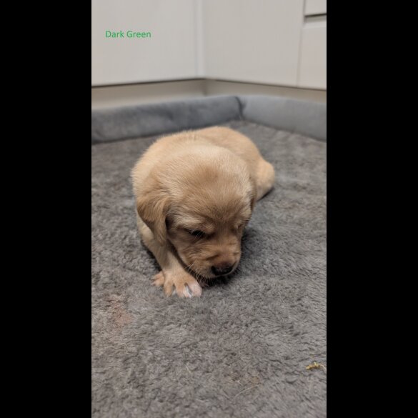 Labrador Retriever - Both