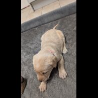 Labrador Retriever - Both