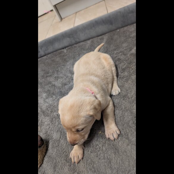 Labrador Retriever - Both