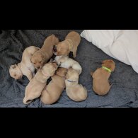 Labrador Retriever - Both