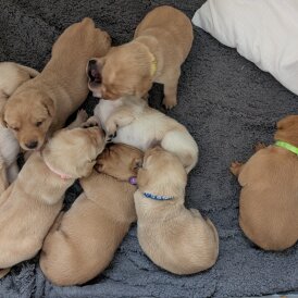 Labrador Retriever - Both