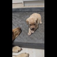 Labrador Retriever - Both