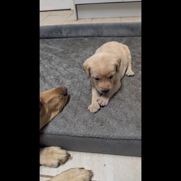 Labrador Retriever - Both