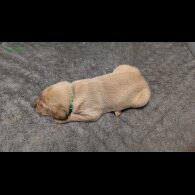 Labrador Retriever - Both