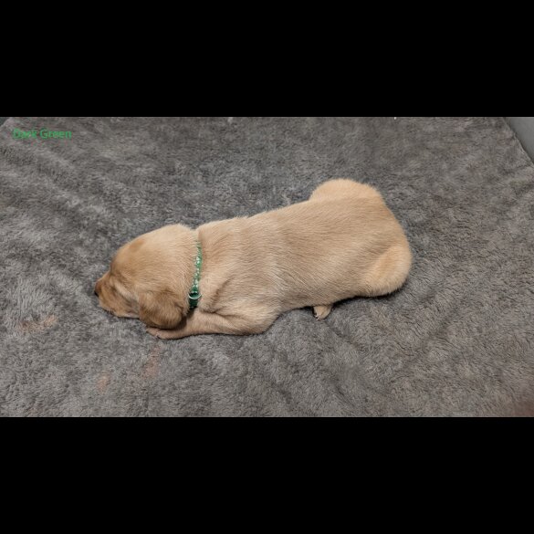 Labrador Retriever - Both