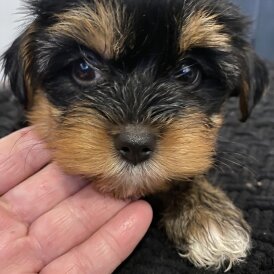 Yorkshire Terrier - Both