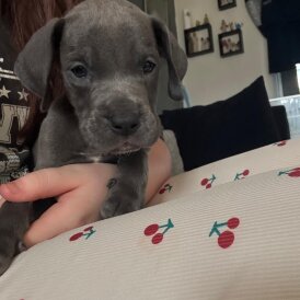 Great Dane - Both