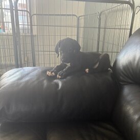 Great Dane - Both