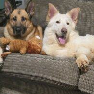 German Shepherd (Alsatian) - Both
