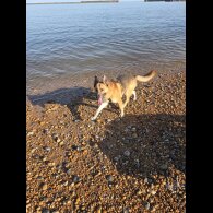 German Shepherd (Alsatian) - Both