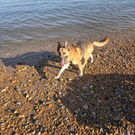 German Shepherd (Alsatian) - Both
