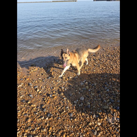 German Shepherd (Alsatian) - Both