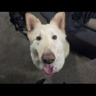 German Shepherd (Alsatian) - Both