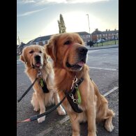 Golden Retriever