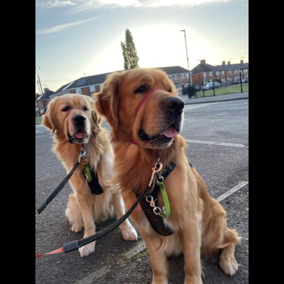 Golden Retriever