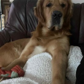Golden Retriever