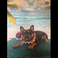 French Bulldog